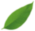 Green leaf