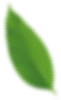 Green leaf